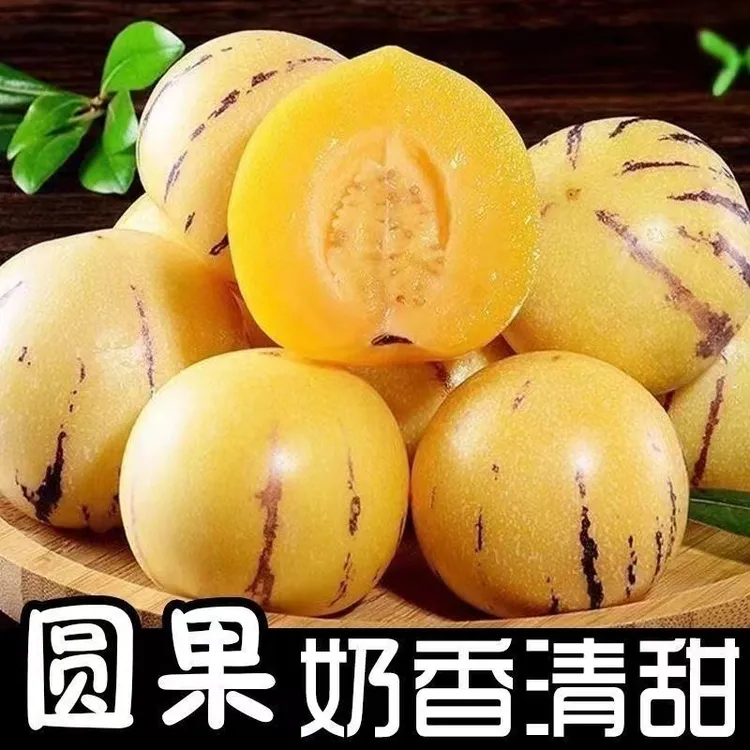 云南人参果树上熟黄肉圆果果当季新鲜清甜多汁低糖水果
