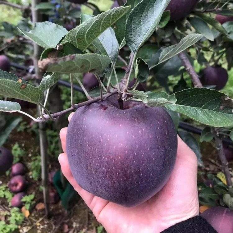黑钻苹果苗嫁接新品种苹果树苗特大南北方易种植盆栽地栽当年结果