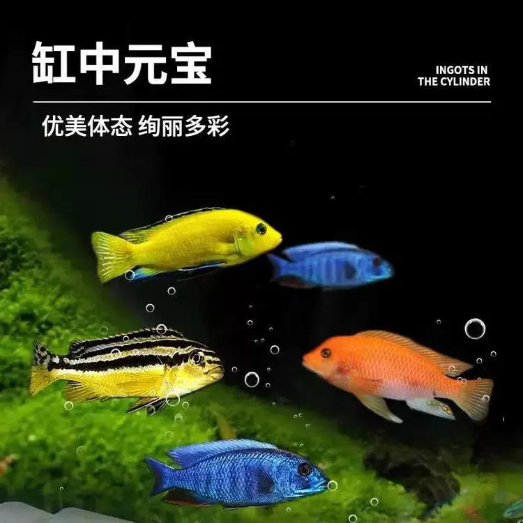 三湖慈鲷鱼热带观赏鱼淡水耐养活体小型鱼雕鱼