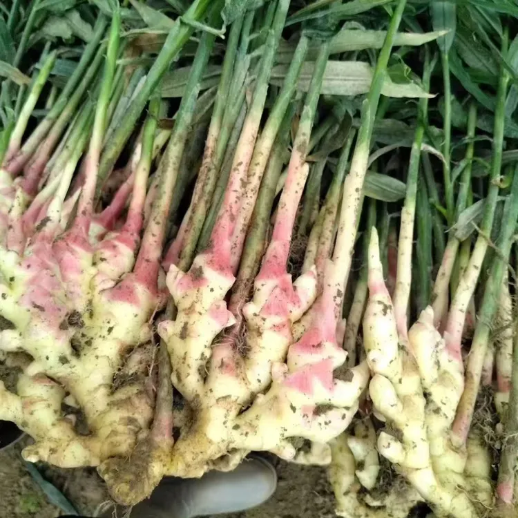 江西新鲜现挖嫩姜新姜月子姜包邮