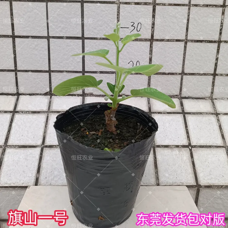 台湾旗山一号 恒旺农业 东莞发货 包对版