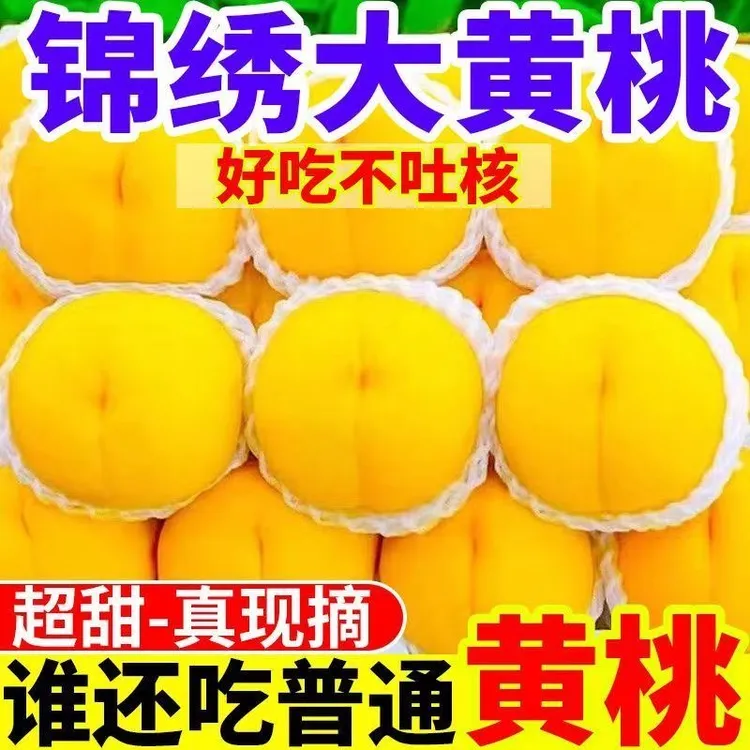 《顺丰包邮》正宗砀山露天锦绣黄桃应季新鲜水果现采现摘脆甜可口