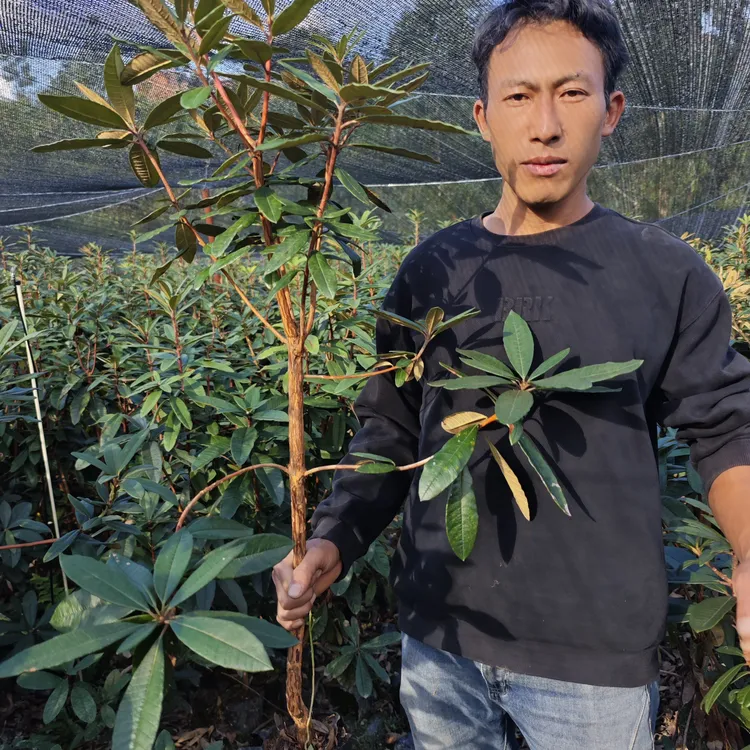 云南高山杜鹃马缨花大红花杜鹃花庭院绿植盆景花卉绿植