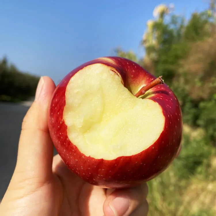 【西王丹霞苹果】生态种植酸甜可口现摘5斤装