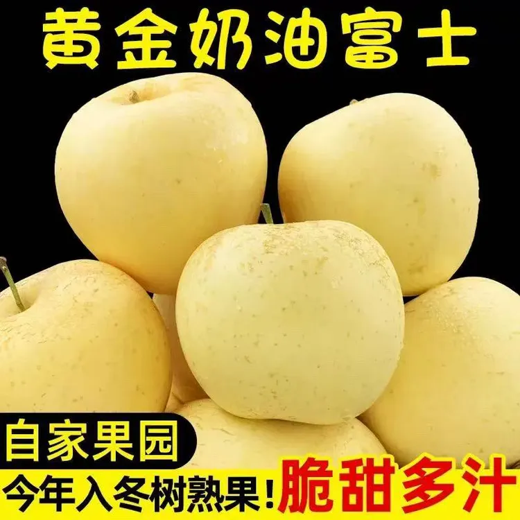 山东烟台黄金奶油富士苹果新鲜水果现摘先发产地直发脆甜多汁