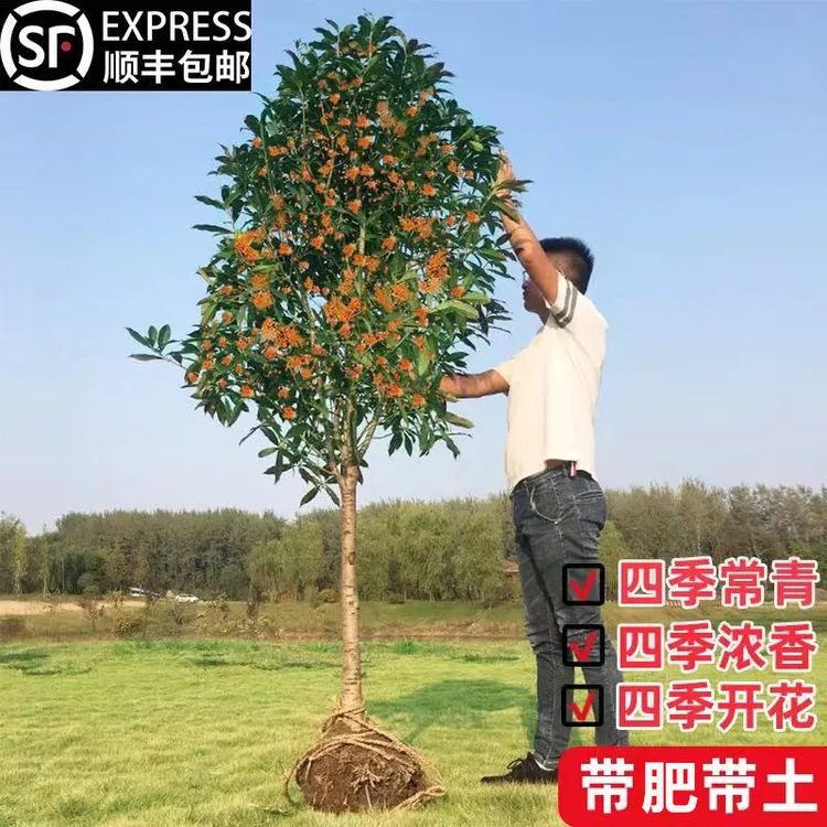 大型桂花树苗原生金桂庭院别墅地载盆栽浓香型植物耐寒四季桂绿化