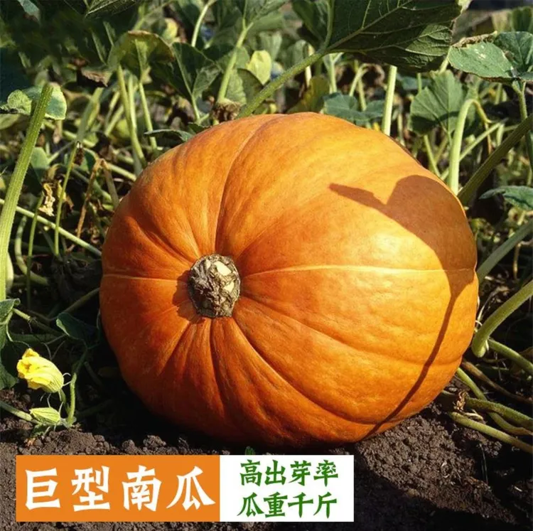 【巨型南瓜种子】家庭阳台小院盆栽地栽四季种植