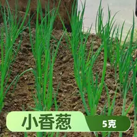 四季小香葱种子甄选小葱种籽耐寒耐热阳台盆栽家庭小菜园全国种植