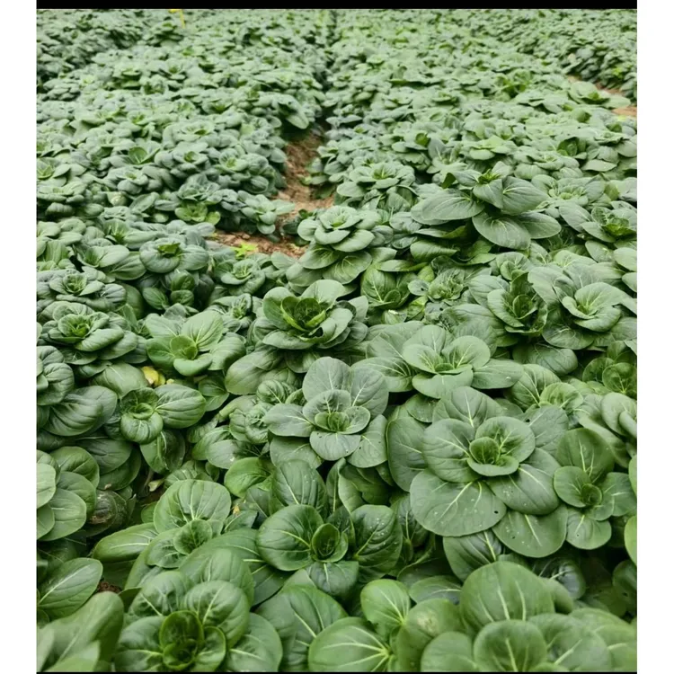 上海本地新鲜矮脚菜