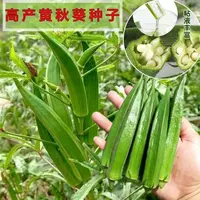 【全店满五包包邮】黄秋葵种子四季蔬菜种子