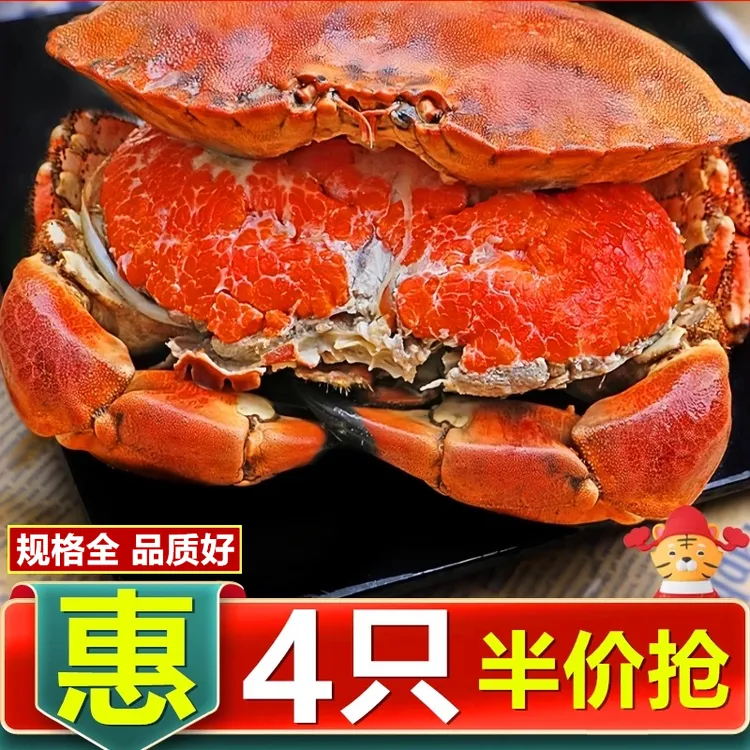 超大面包蟹母帝王蟹鲜活熟冻大螃蟹海蟹新鲜海鲜水产黄金蟹珍宝蟹