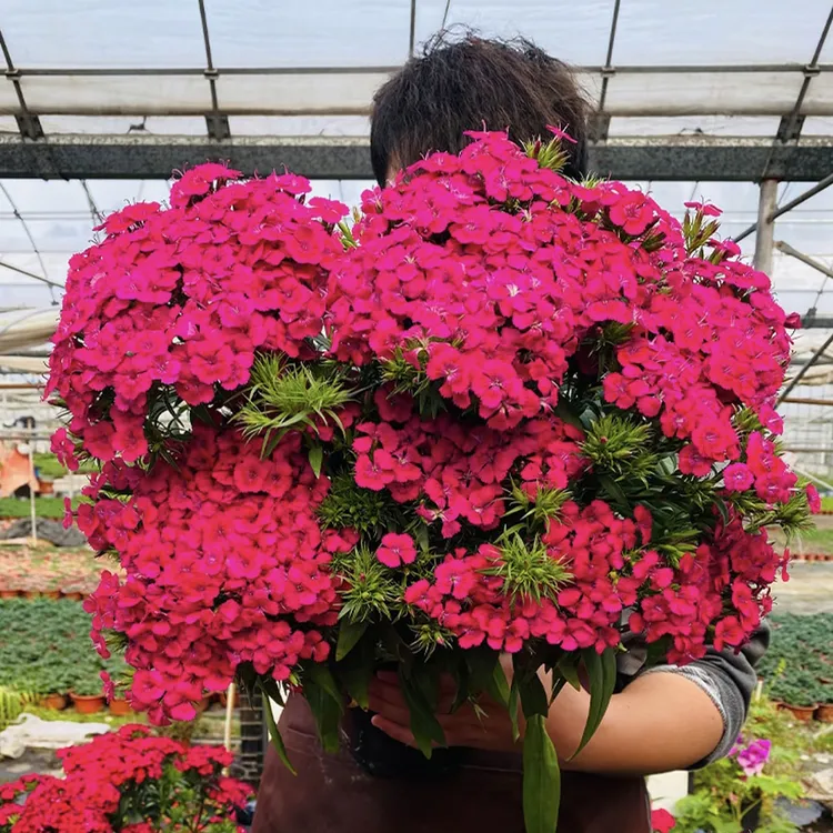 【绣球玫瑰石竹】-1加仑-带香味多年生年花期200天庭院阳台耐寒耐热