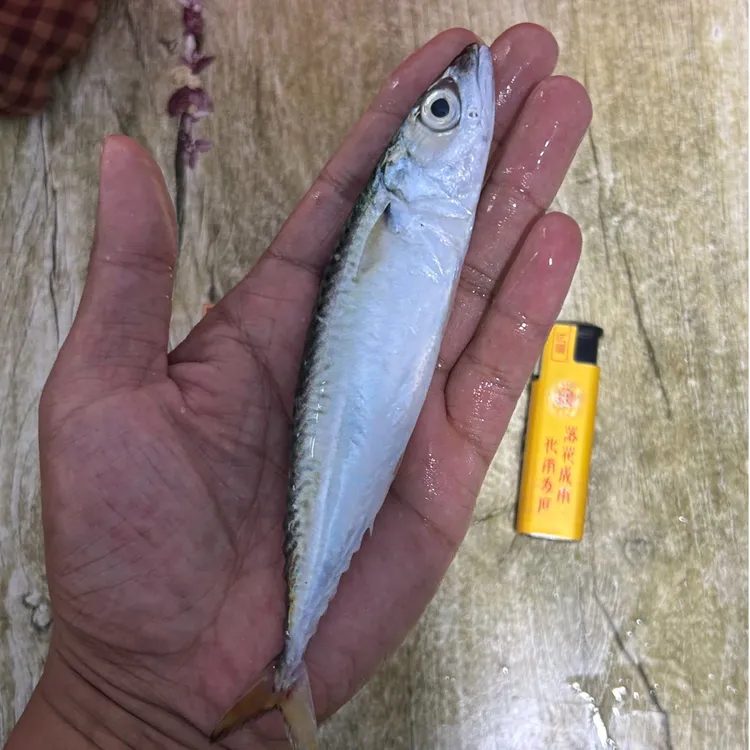 【麦创优选】海钓鱼饵鲐鲅鱼（花鲅子）船钓刀鱼带鱼天亚鱼饵鲅鱼饵