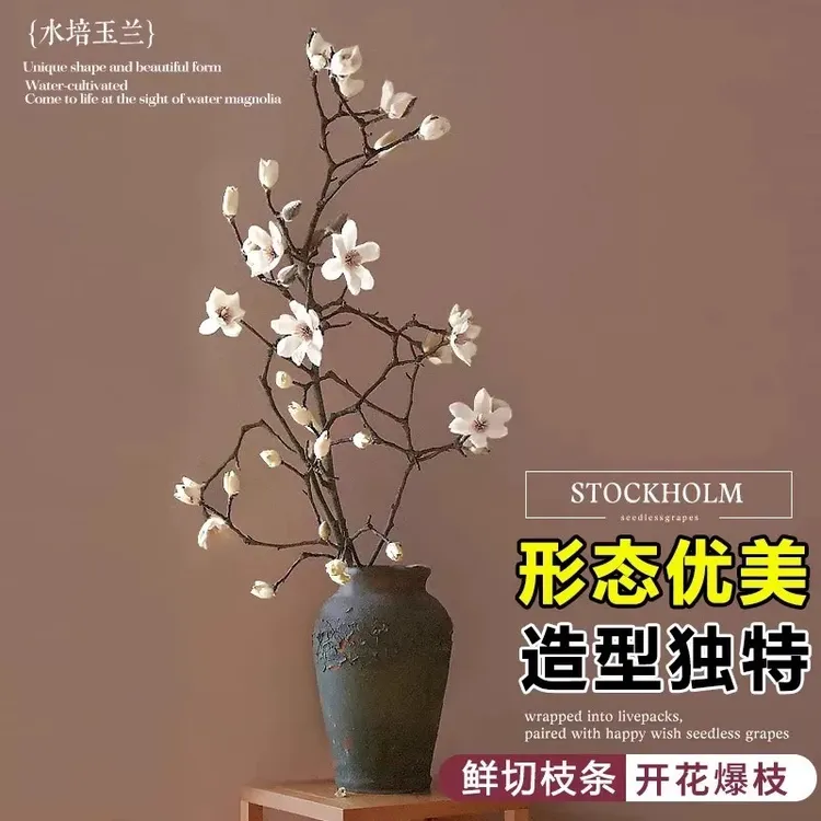 【遇水开花】水培鲜枝白玉兰紫玉兰鲜花鲜切花带花苞室内年宵花卉