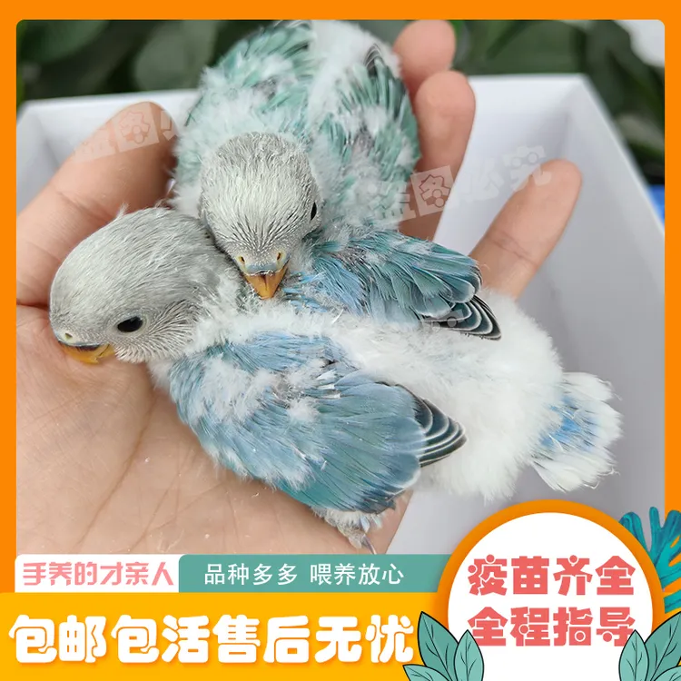 牡丹鹦鹉活体雏幼鸟手养观赏玄风亲人
