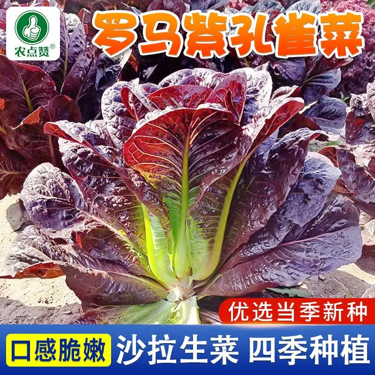 罗马紫色孔雀菜清香耐热四季阳台盆栽生菜可生吃简单种植蔬菜种子商品图