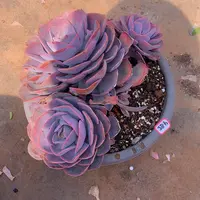 一物一拍多肉家里485尘埃