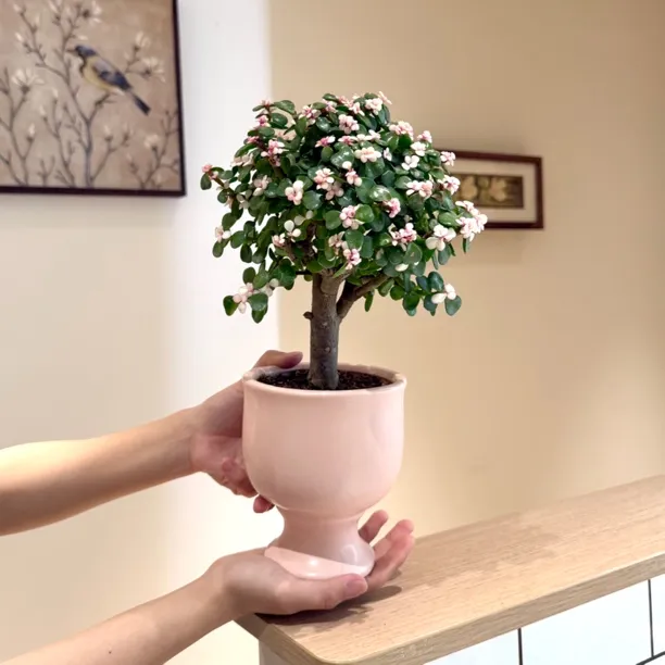 单杆金枝玉叶盆栽造型老桩多肉植物稀有品种肉肉花卉交个朋友专属