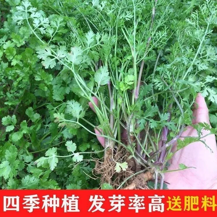 正宗矮杆紫色香菜种子四季紫杆浓香型趴地芫荽种子耐热耐寒菜种子