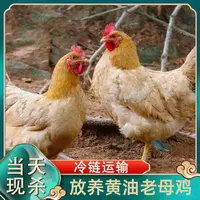  【小戴家】买三送一 放养黄油老母鸡月子鸡 共4只净重10斤