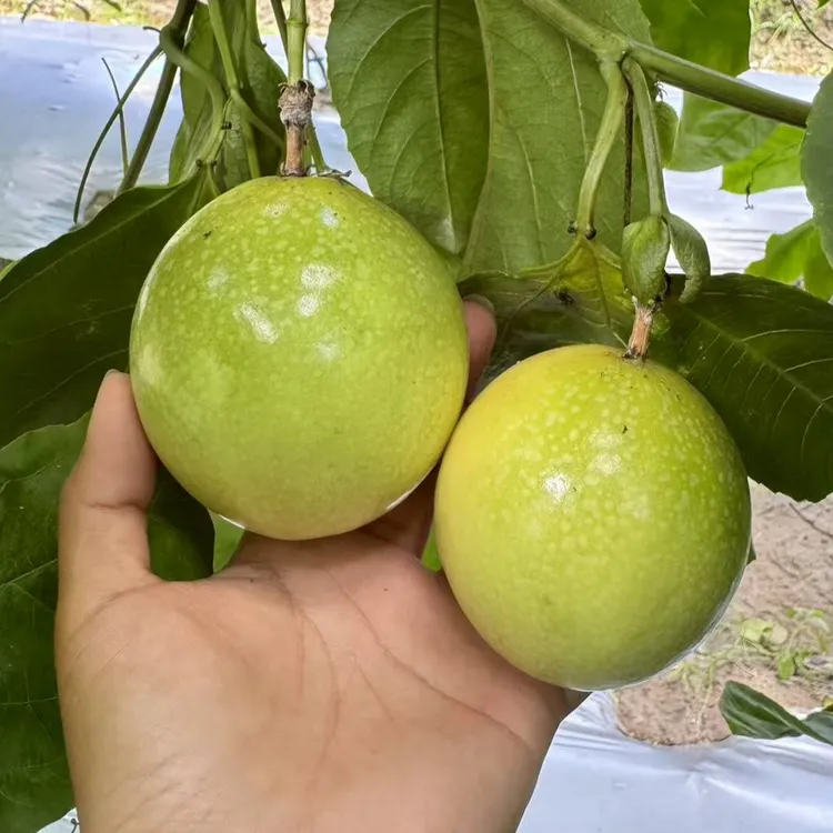 黄金百香果新鲜采摘酸甜可口