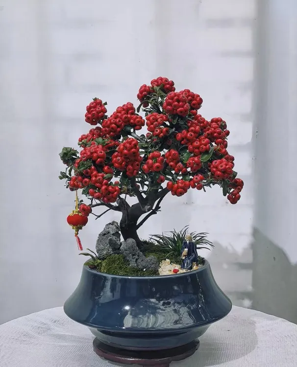 【一物一拍】火棘盆景