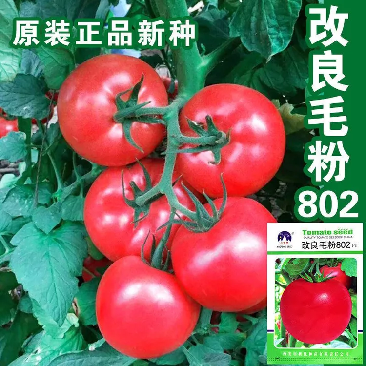 毛粉802沙瓤多汁大粉果番茄种子高产抗病耐裂口感好蔬菜种籽
