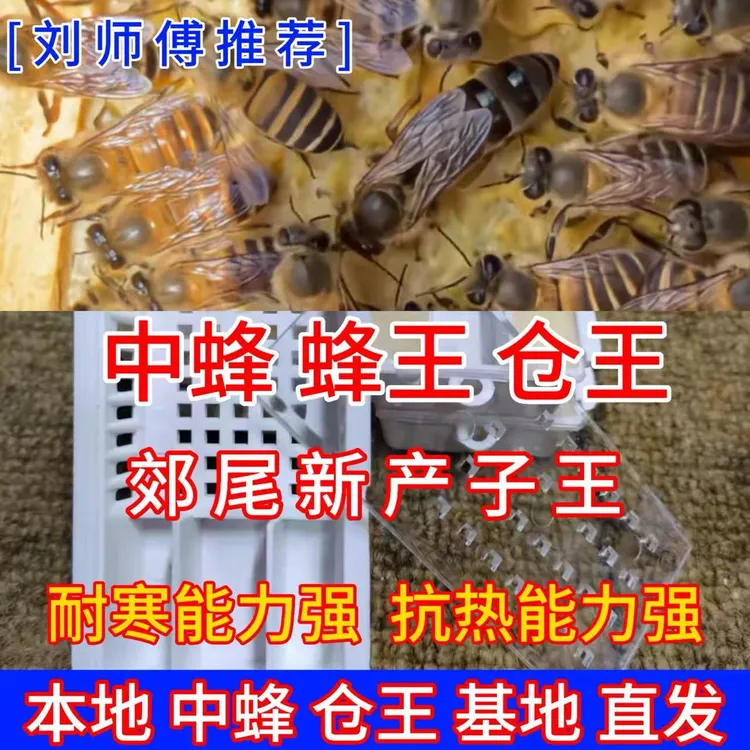(刘师傅）开产王，中蜂仓蜂蜂王，中蜂蜂王，开产王