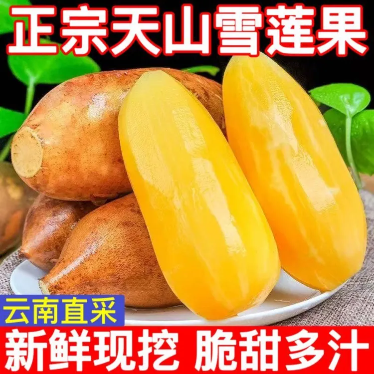 2025年新果精品特级云南天山黄心雪莲果新鲜水果脆甜多汁现货包邮