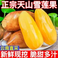【鼠贝贝】新果云南天山黄心雪莲果新鲜水果脆甜多汁孕妇低糖现货