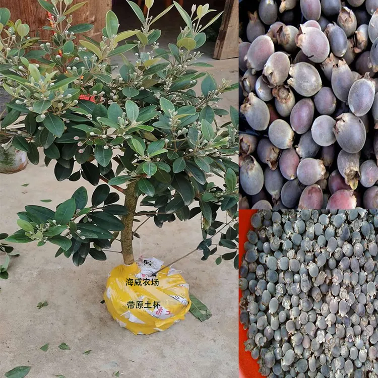 捻子苗 捻子果苗乌稔桃金娘山花烂漫果苗盆栽耐寒棯子苗