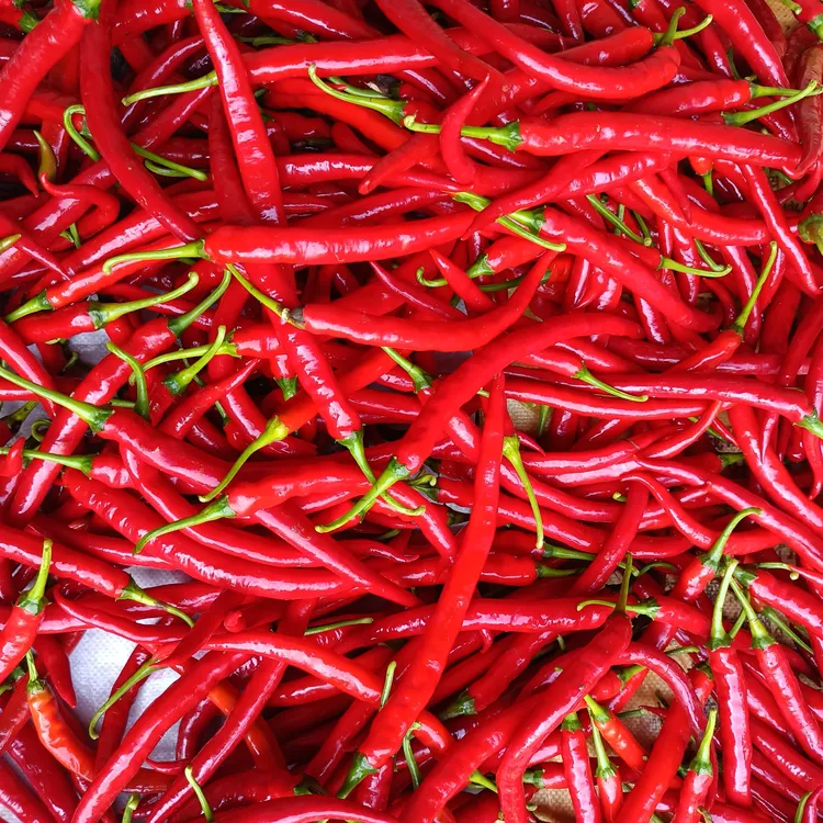 贵州遵义新鲜现摘红辣椒（二荆条）可做剁椒泡椒辣椒酱蔬菜