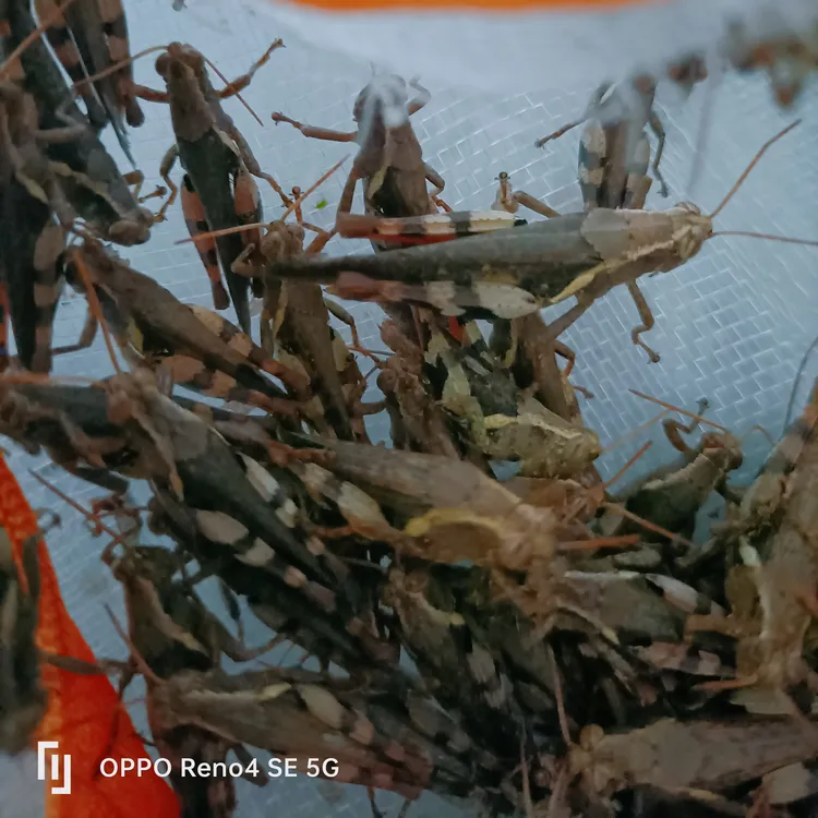 野生大只，花腿全公50克1两，斗鸟画眉鸟其它鸟食，高营养高蛋白质