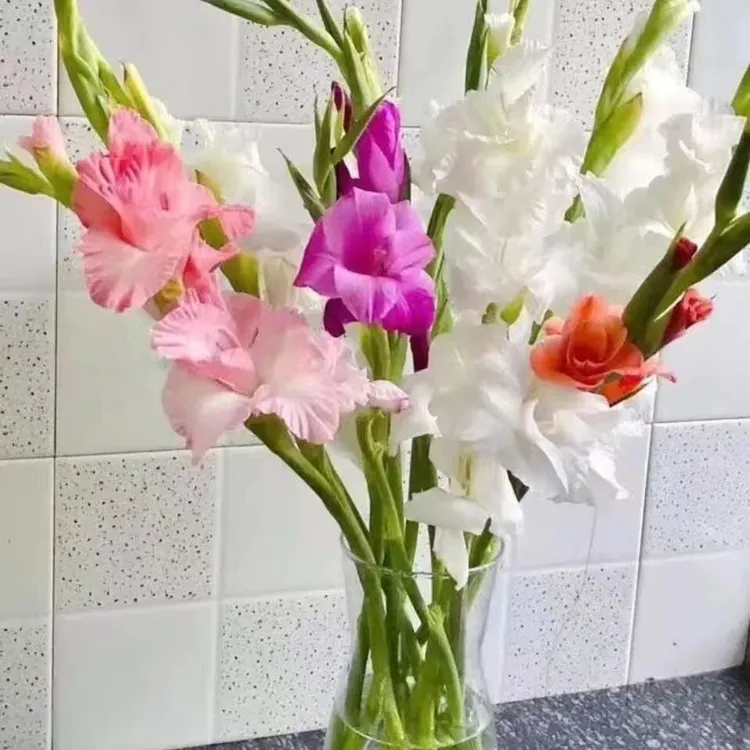 粉色混搭剑兰鲜花广州基地直发包邮水培鲜切花适合室内家用瓶插花