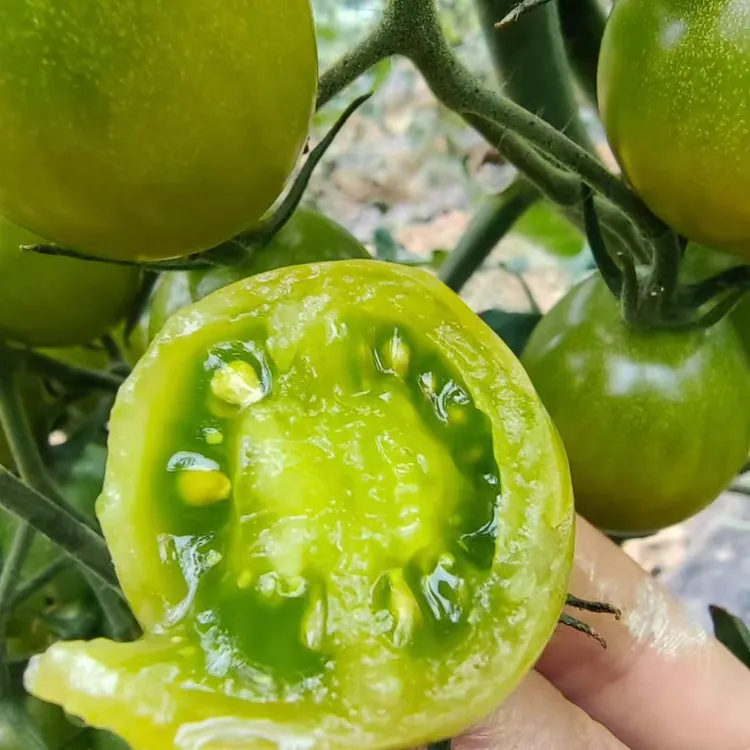 【顺丰包邮】产地直发新鲜多汁青甜2号小番茄即食青皮小柿子