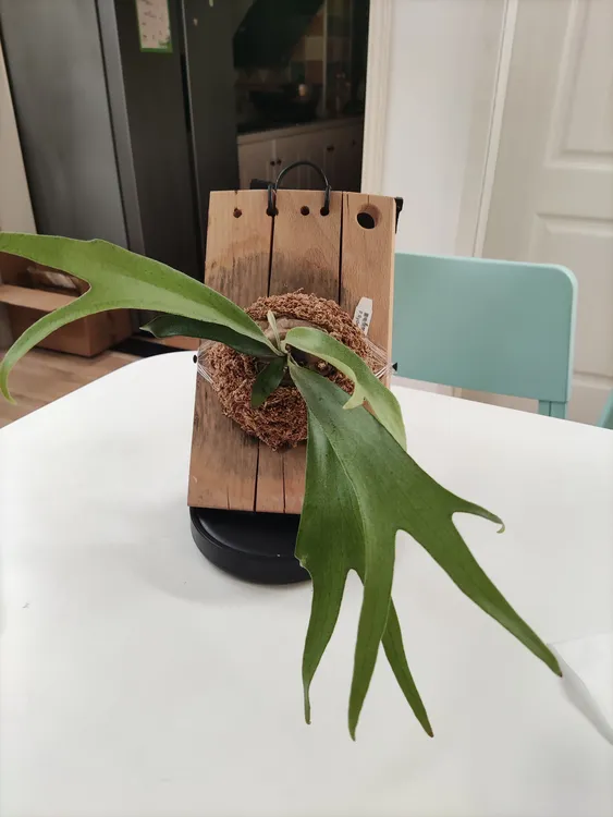 雷电鹿角蕨侧芽苗板植