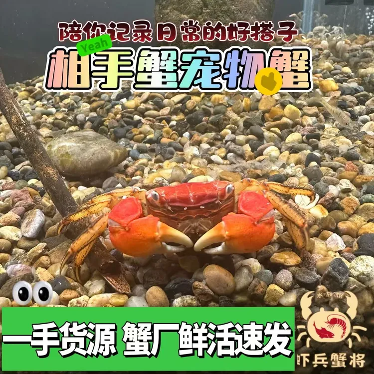 相手蟹招财小螃蟹淡水观赏蟹桌面宠物好养迷你活体