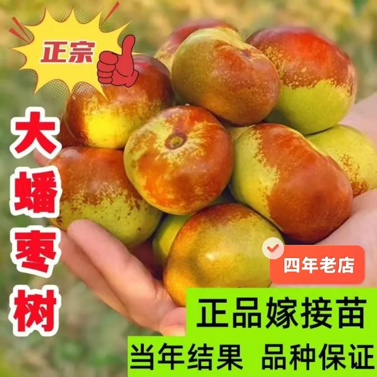 正宗特大嫁接蟠枣树苗南北方盆栽树苗地栽庭院种植