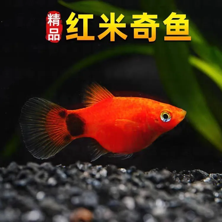 胎生米奇鱼饲料颜色鲜艳红色艳丽小型颗粒观赏鱼饲料桌面生态缸