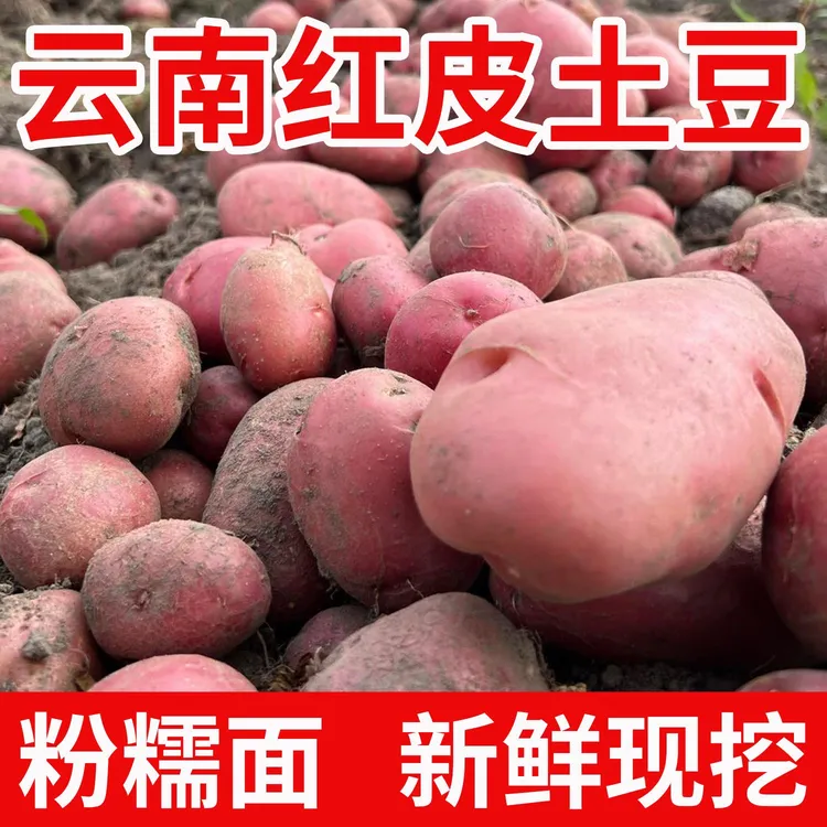 云南农家高原种植老品种蔬菜红皮黄心土豆现挖现发粉面糯沙