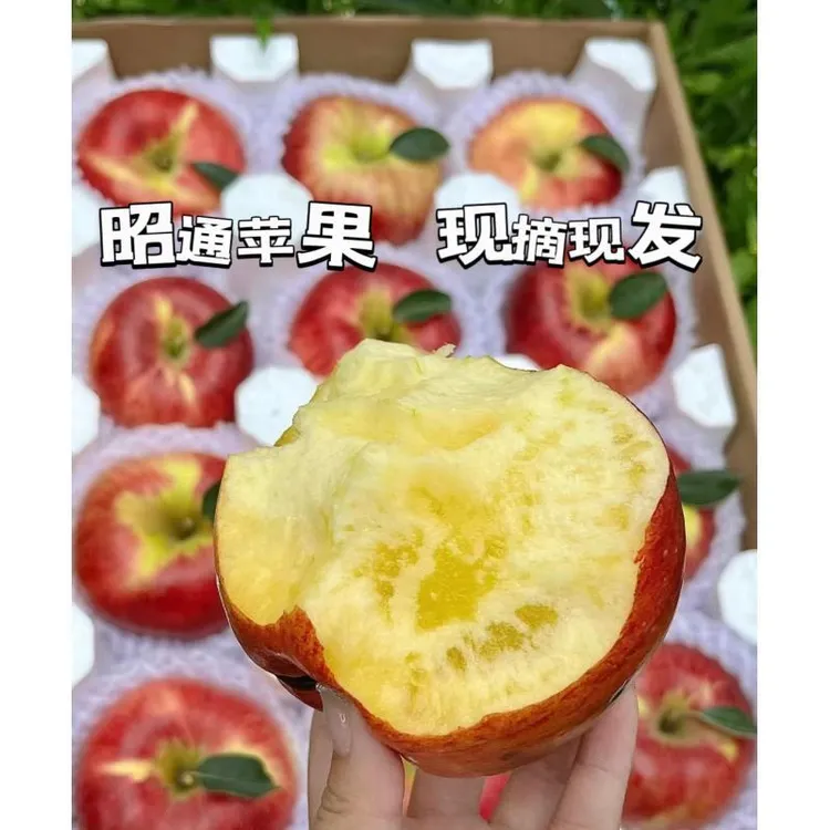 官方正品 正宗云南昭通丑苹果冰糖心3斤5斤9斤包邮脆甜多汁 当季