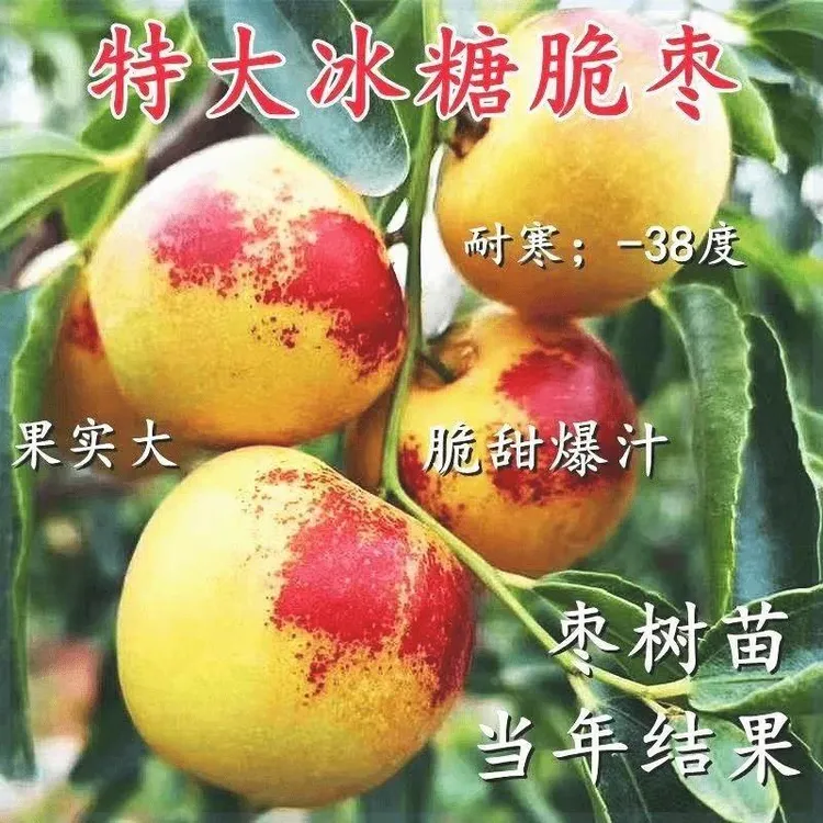嫁接枣树苗特大冰糖枣冬枣苗耐寒耐旱盆栽地栽南北方种植当年结果