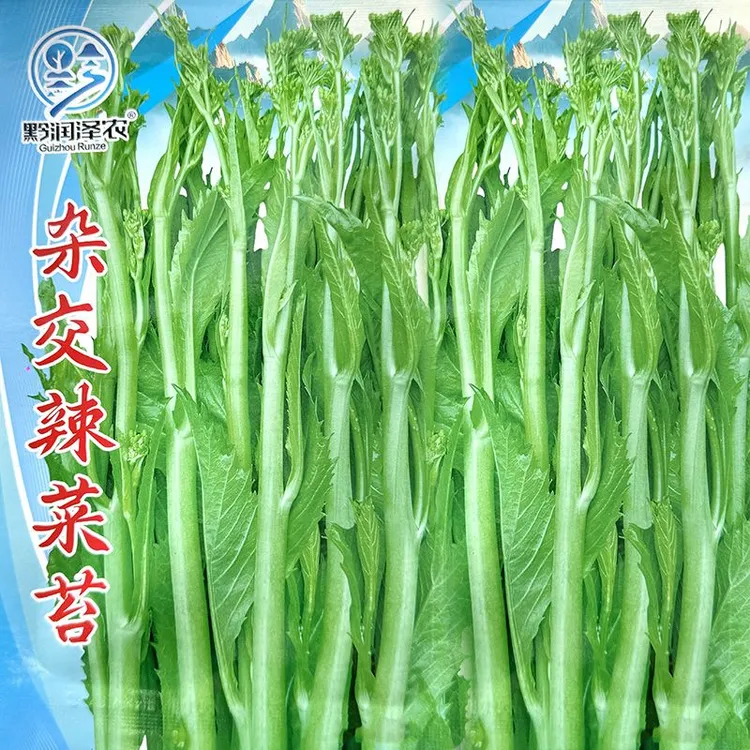 贵州尖叶鲜嫩冲鼻辣菜种子冲菜芽芽菜下饭菜芥菜苔菜种籽蔬菜种子