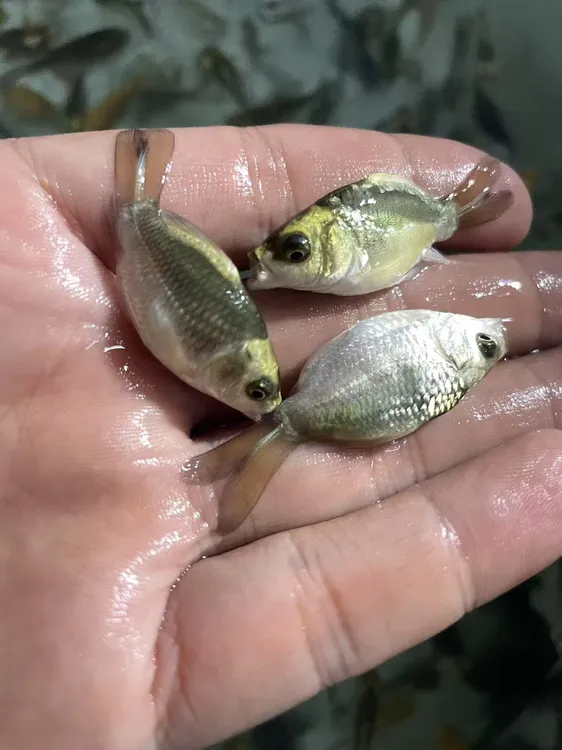 【批发价】4-5公分台湾蝴蝶鲤玛雅茶色金色冷淡水活体观赏鱼