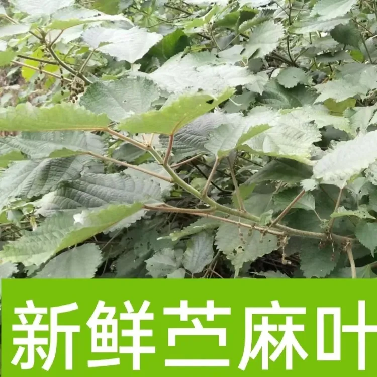 广西新鲜野生苎麻叶白麻叶 白苎麻叶野麻家麻做糍粑糕点 