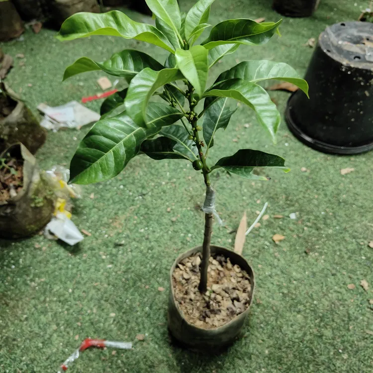 新品种万亿一号黄晶果盆栽/地种/庭院