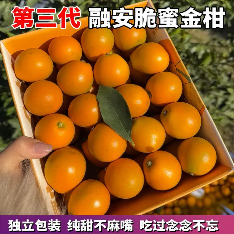 正宗脆蜜金柑橘纯甜第三代广西融安脆蜜冰糖橙金桔新鲜水果产地