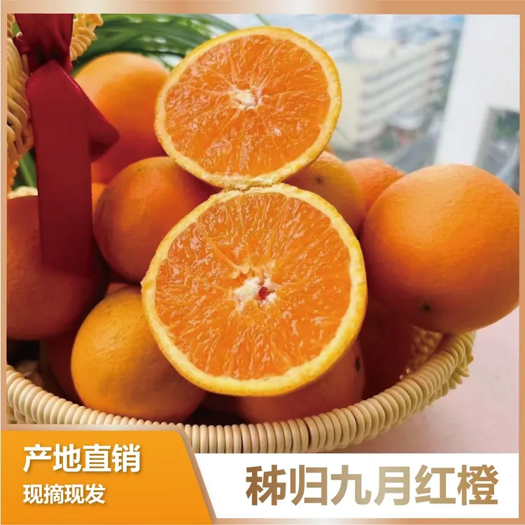 湖北秭归九月红爆汁果冻橙现摘现发下树直邮