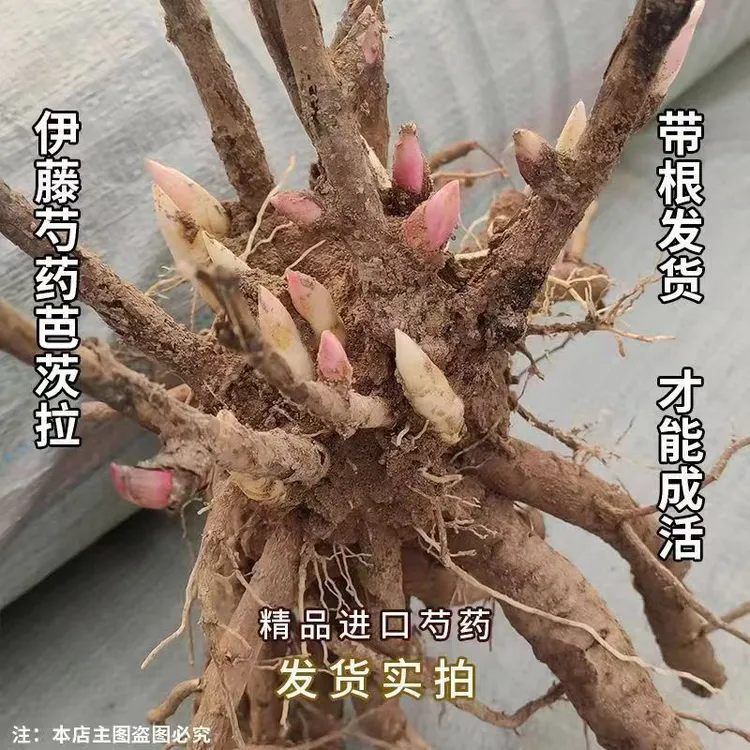 伊藤芭茨拉黄色浓香型黄色黄色芍药牡丹庭院耐寒耐旱菏泽基地直发