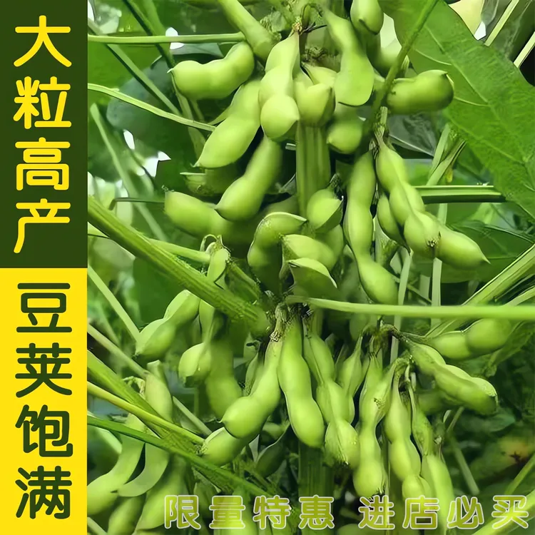 九月寒毛豆种子晚熟特大青豆种孑高产原种耐旱抗旱农科院大田用种